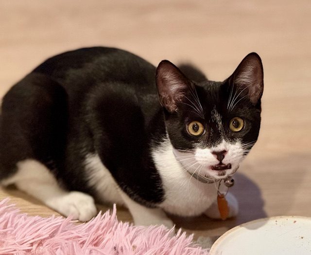 CAT RESCUE CHCH - Ready For Adoption Bramwell Carousel 2