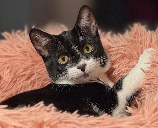 CAT RESCUE CHCH - Ready For Adoption Bramwell Carousel 1