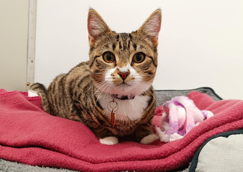 CAT RESCUE CHCH - Ready For Adoption Gabby Carousel 1