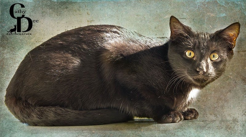 U2 male 18 wks old - Cat Care Eyrewell Carousel 1