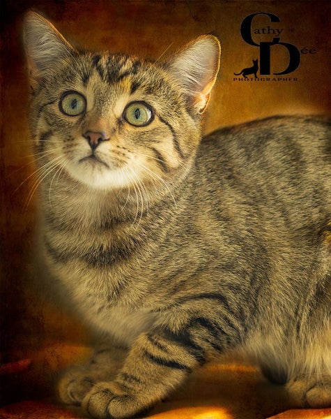 UB40 female 18 wks old - Cat Care Eyrewell Carousel 1