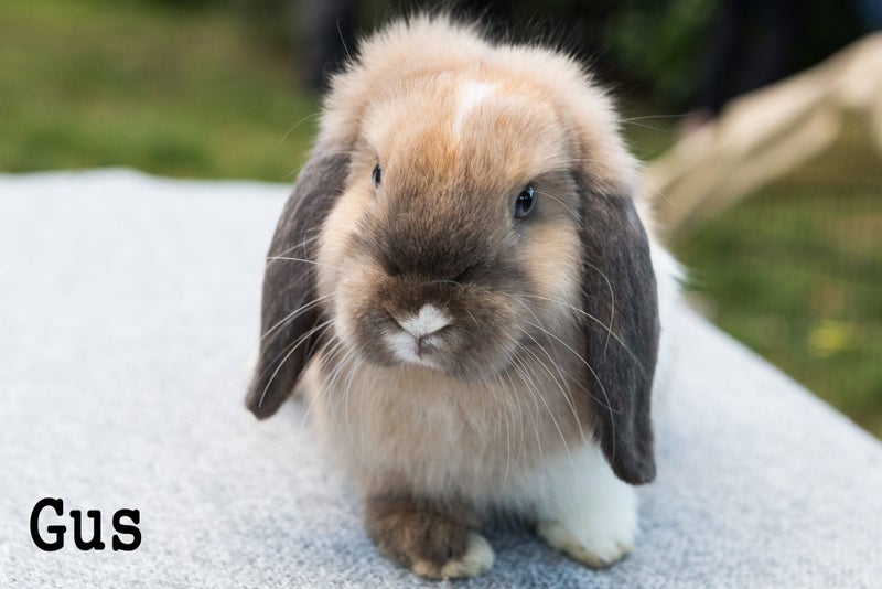 Purebred minilop kits, 3 cute boy bunnies Carousel 4