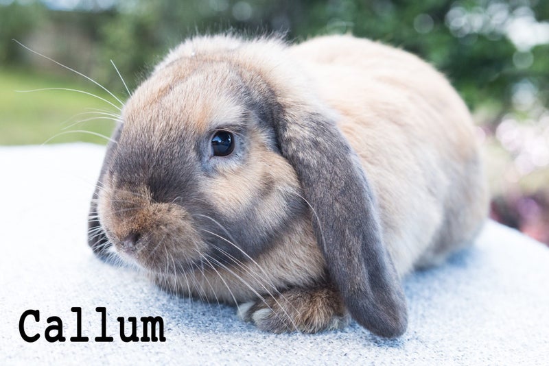 Purebred minilop kits, 3 cute boy bunnies Carousel 2