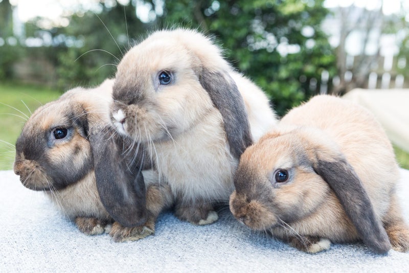 Purebred minilop kits, 3 cute boy bunnies Carousel 1