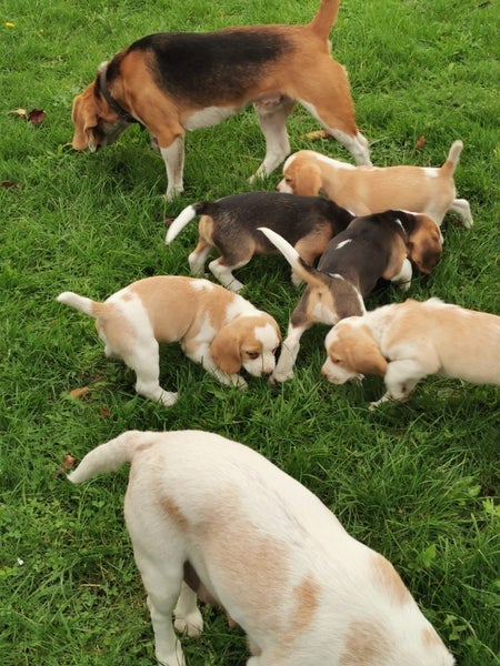Beagle pups Carousel 1
