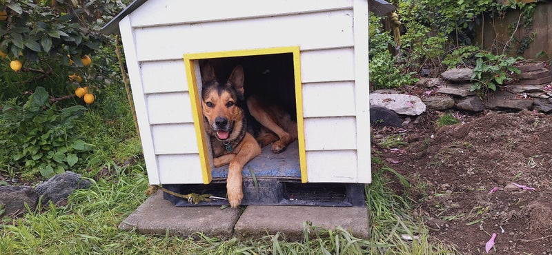 Shepksy- Neutered Male Carousel 1