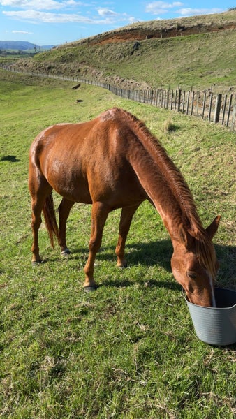 Chestnut mare Carousel 3