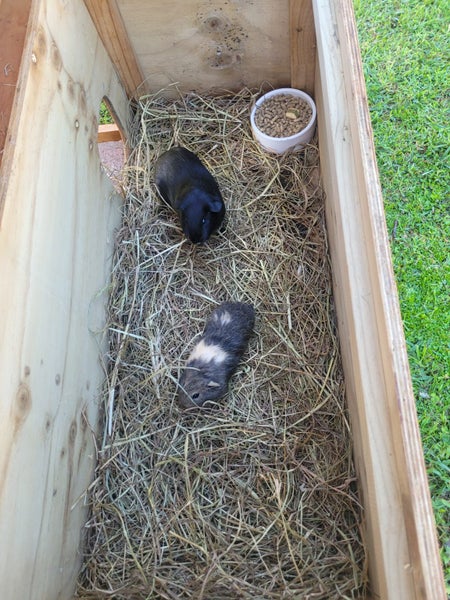 x2 young male Guinea Pigs Carousel 1