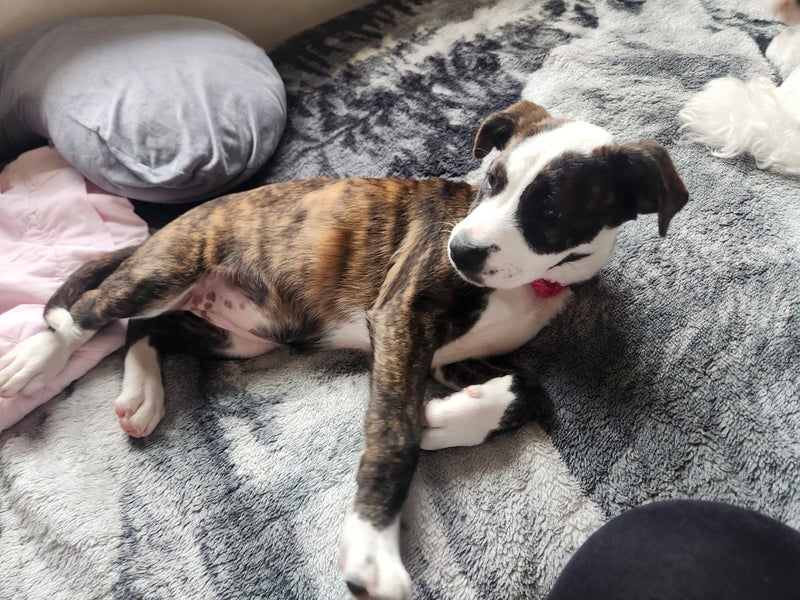 Beautiful Natured Puppy Harley Carousel 1