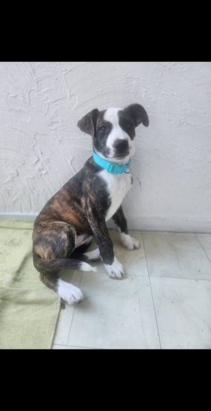 Beautiful Natured Puppy Harley Carousel 2