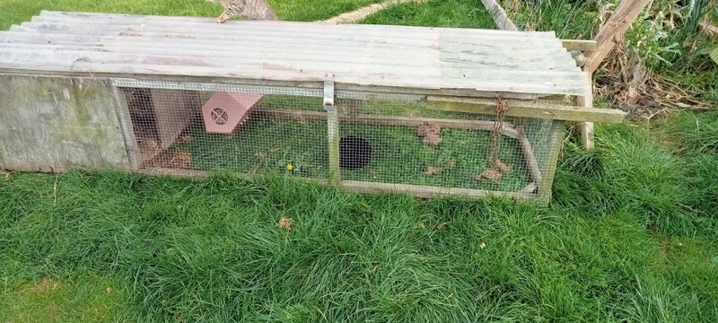 Guinea pigs x3 females Carousel 2