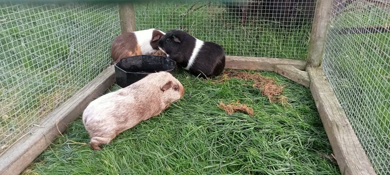 Guinea pigs x3 females Carousel 1