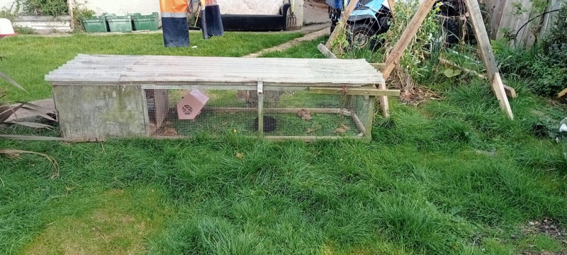 Guinea pigs x3 females Carousel 4
