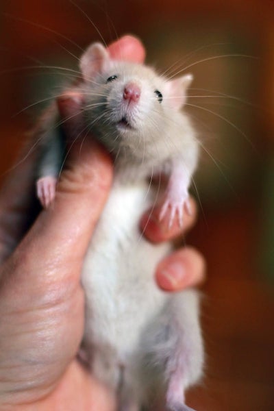 Baby Rats Carousel 2