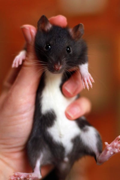 Baby Rats Carousel 1