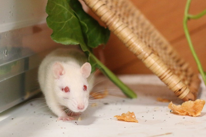 Baby Rats Carousel 20