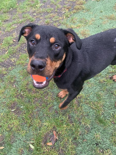 Fergus (Ellie's Canine Rescue & Rehome) Carousel 1