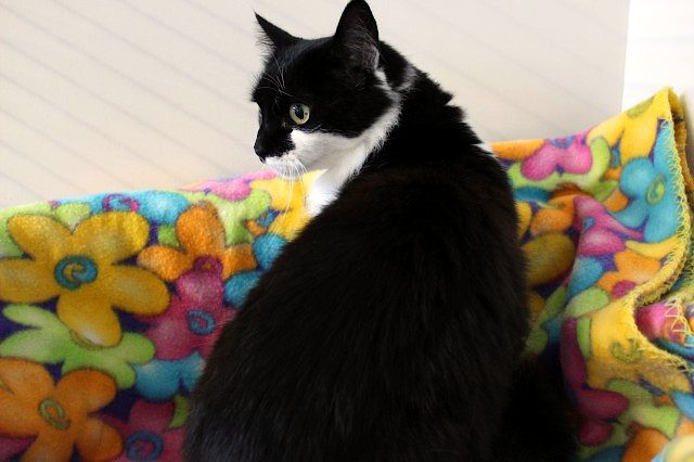 Cats Protection Canterbury - Buffy Carousel 1