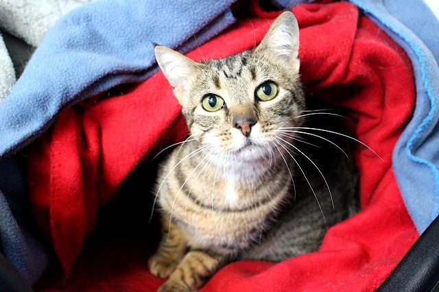 Cats Protection Canterbury - Mimi Carousel 2