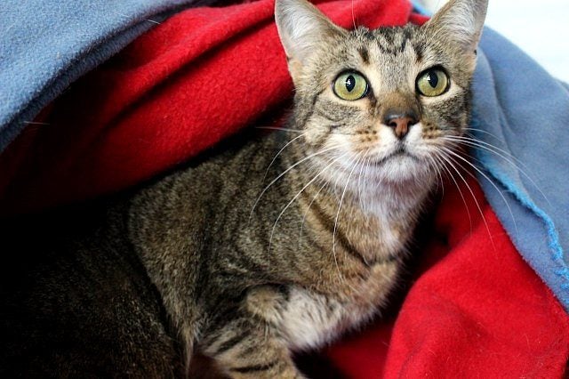 Cats Protection Canterbury - Mimi Carousel 1