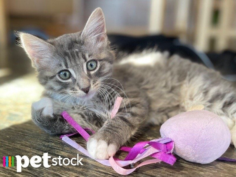 LONELY MIAOW KITTEN - FRANK Carousel 1