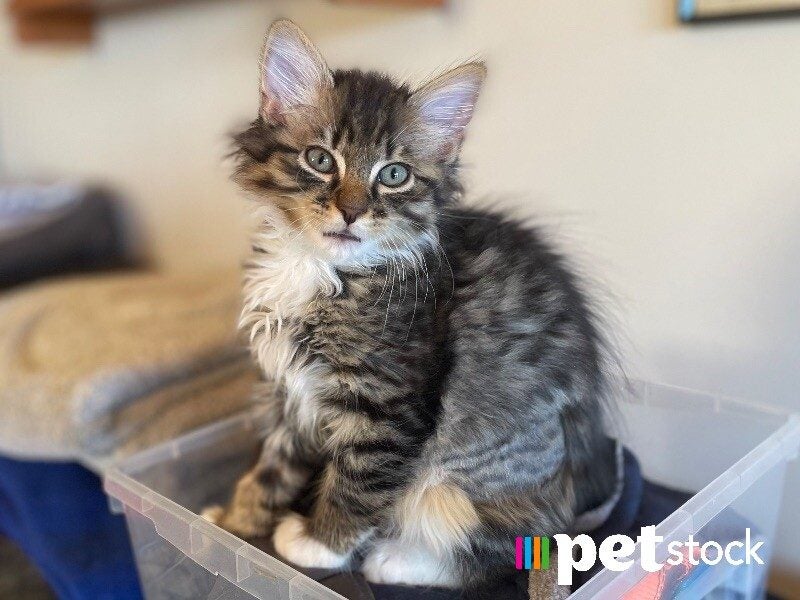 LONELY MIAOW KITTEN - BIRDY Carousel 1
