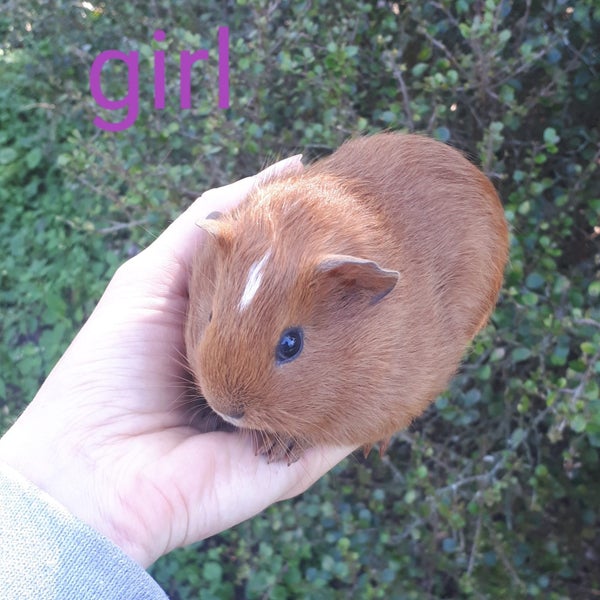 Baby Guinea Pigs Carousel 1