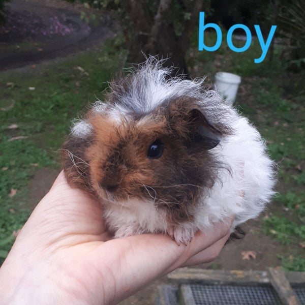 Baby Guinea Pigs Carousel 2