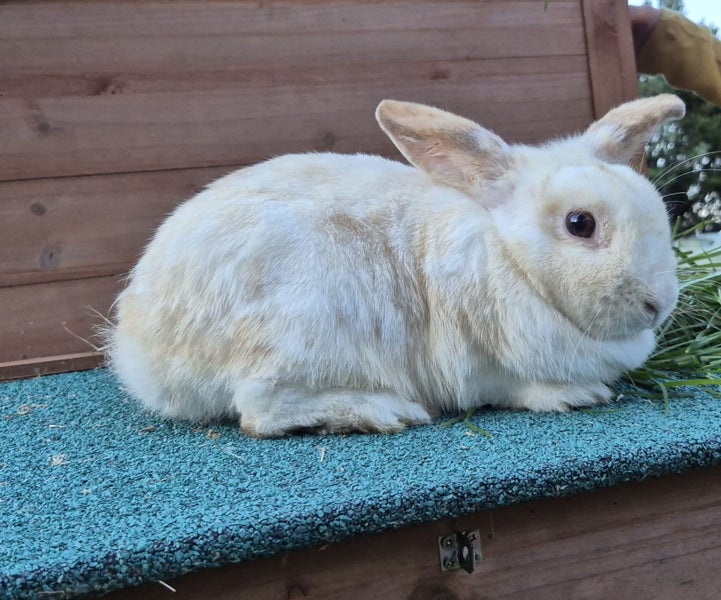 LARGE RABBIT HUTCH & 2 MINILOP RABBITS Carousel 2
