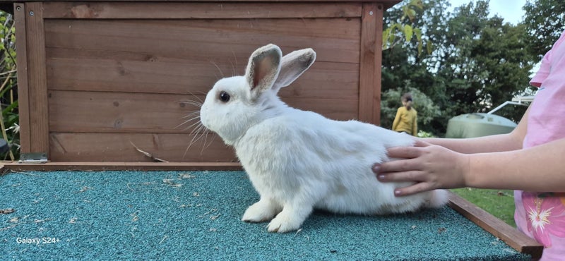 LARGE RABBIT HUTCH & 2 MINILOP RABBITS Carousel 10