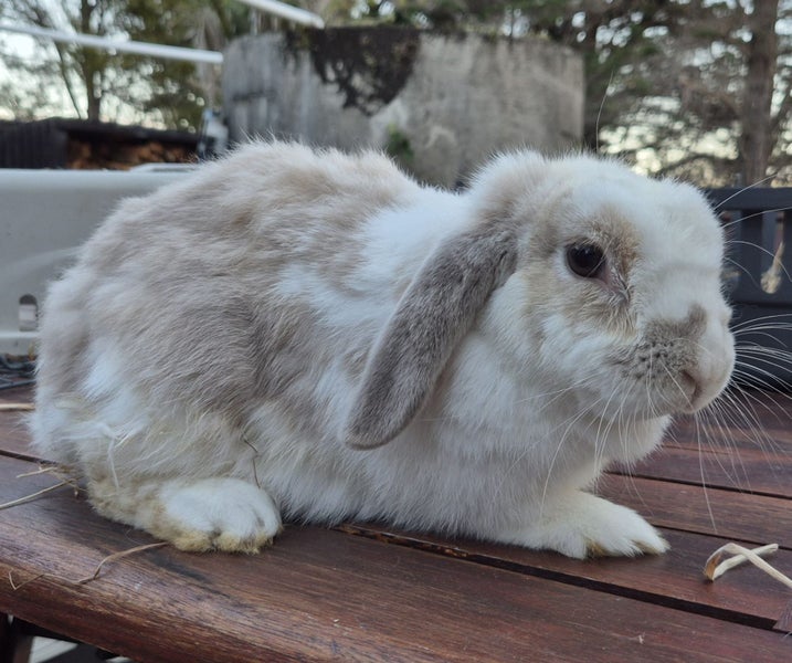 MINILOP RABBIT Carousel 1