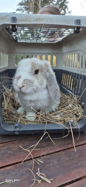 MINILOP RABBIT Carousel 2