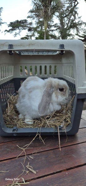 MINILOP RABBIT Carousel 3