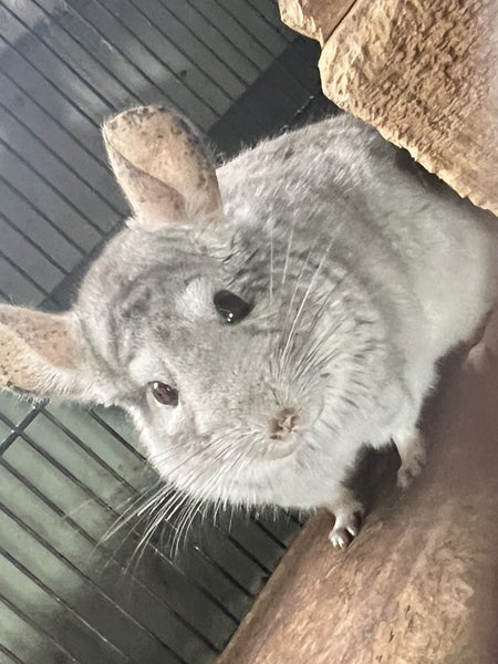 Chinchilla Carousel 2