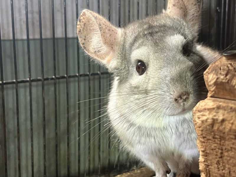 Chinchilla Carousel 3