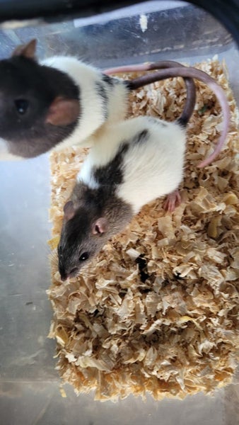 female rats 2 pairs left Carousel 1