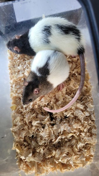 female rats 2 pairs left Carousel 2