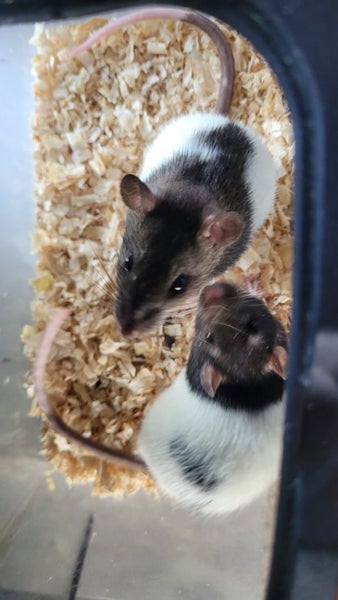 female rats 2 pairs left Carousel 6