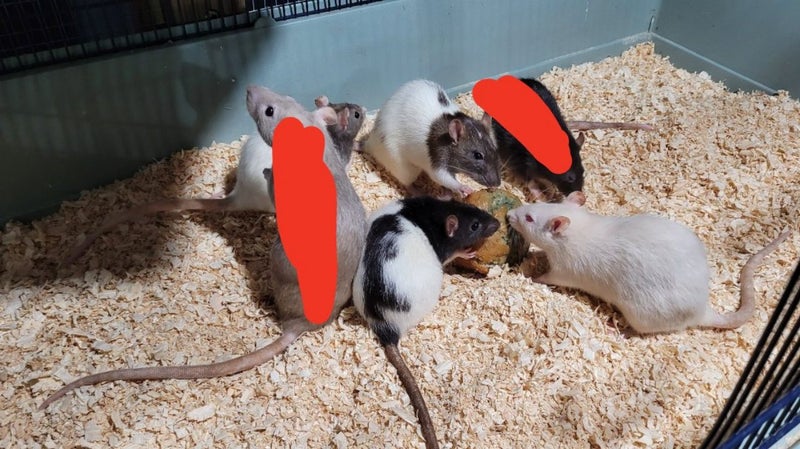 Older female rats 1.5 years Carousel 1