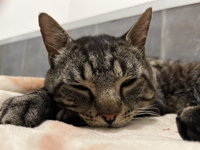 CAT RESCUE CHRISTCHURCH - Ready for Adoption - Kevin Carousel 2