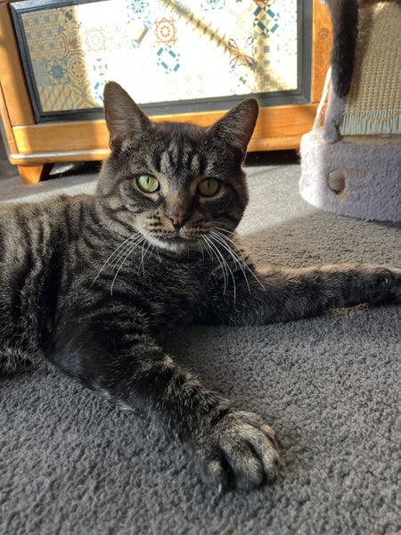 CAT RESCUE CHRISTCHURCH - Ready for Adoption - Kevin Carousel 1
