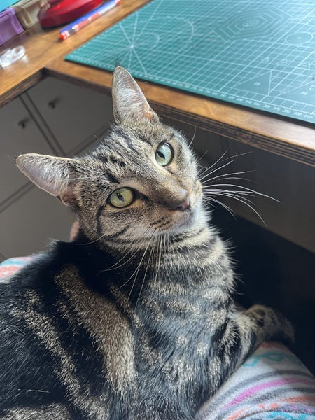 CAT RESCUE CHRISTCHURH - Ready for Adoption - Gracie Carousel 1