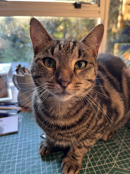 CAT RESCUE CHRISTCHURH - Ready for Adoption - Gracie Carousel 2
