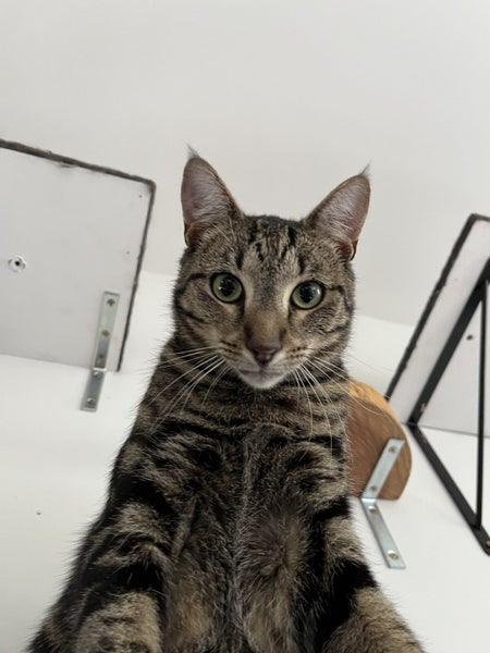 CAT RESCUE CHRISTCHURH - Ready for Adoption - Gracie Carousel 4