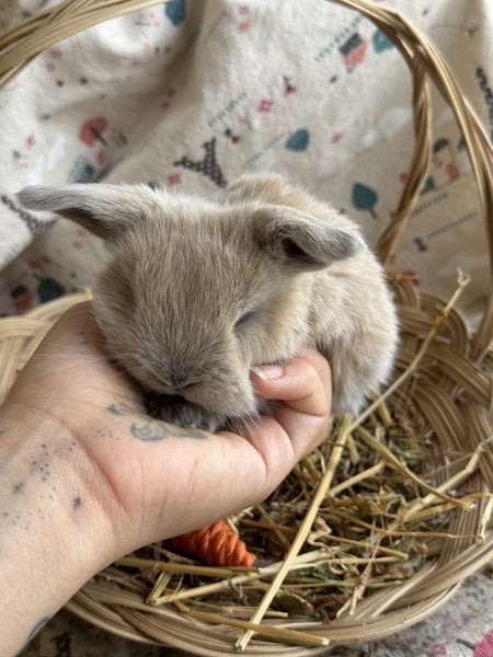 **Trained Mini Lop Bunny Rabbits & Care Package** Carousel 1