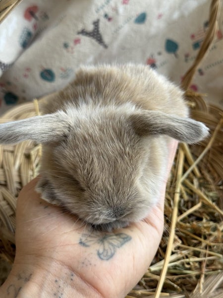 **Trained Mini Lop Bunny Rabbits & Care Package** Carousel 2