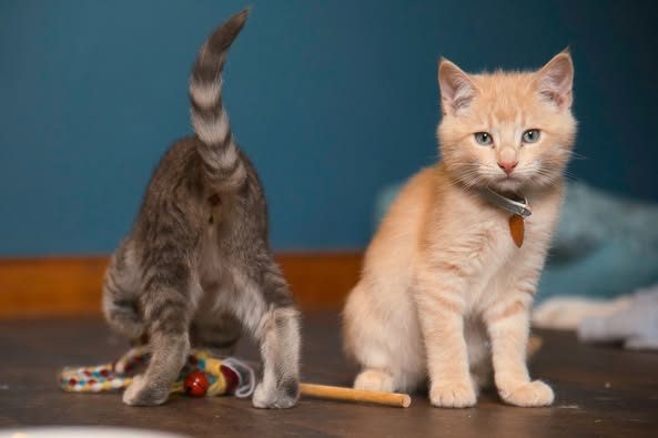 CAT RESCUE CHCH - Ready to Adopt - Fred Carousel 4