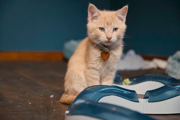 CAT RESCUE CHCH - Ready to Adopt - Fred Carousel 1