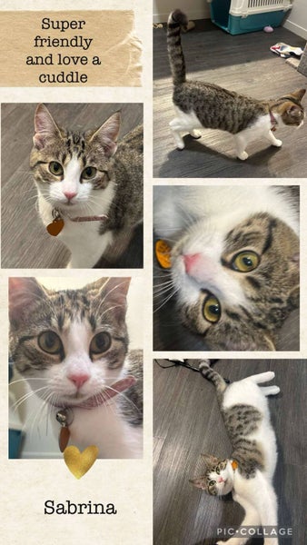CAT RESCUE CHCH - Ready to Adopt - Sabrina Carousel 1