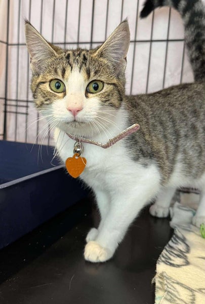CAT RESCUE CHCH - Ready to Adopt - Sabrina Carousel 2